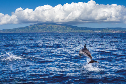 ilha-do-pico-141_0.jpg