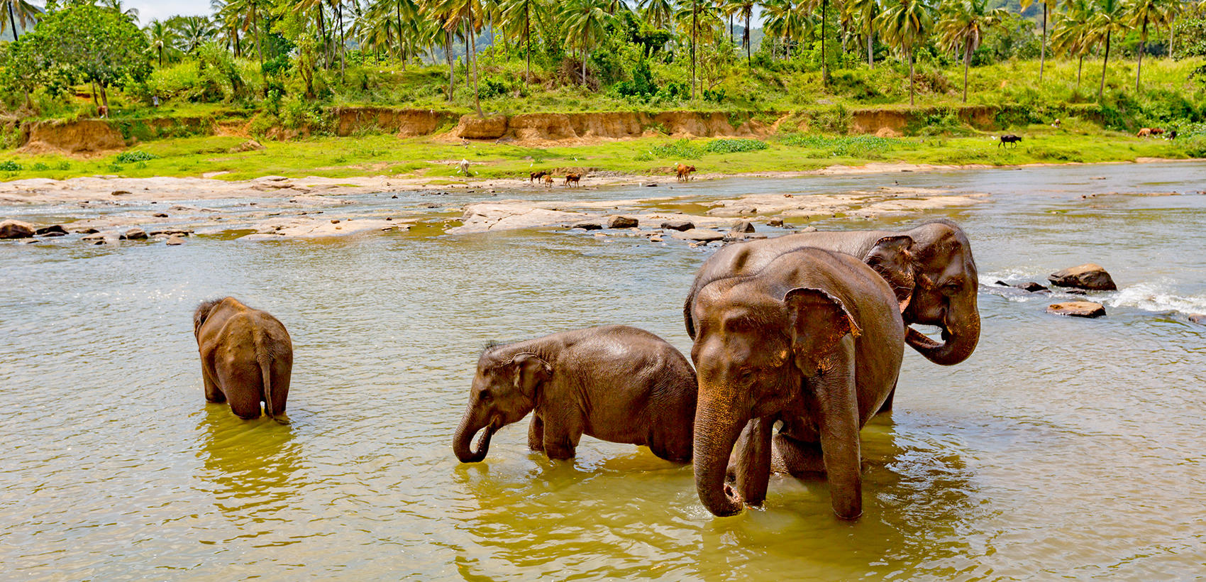 Sri_Lanka4