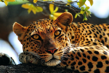 quenia-safari-o-melhor-do-quenia_0.jpg
