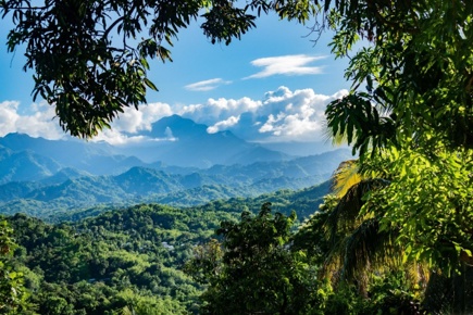 jamaica-essence_2.jpg