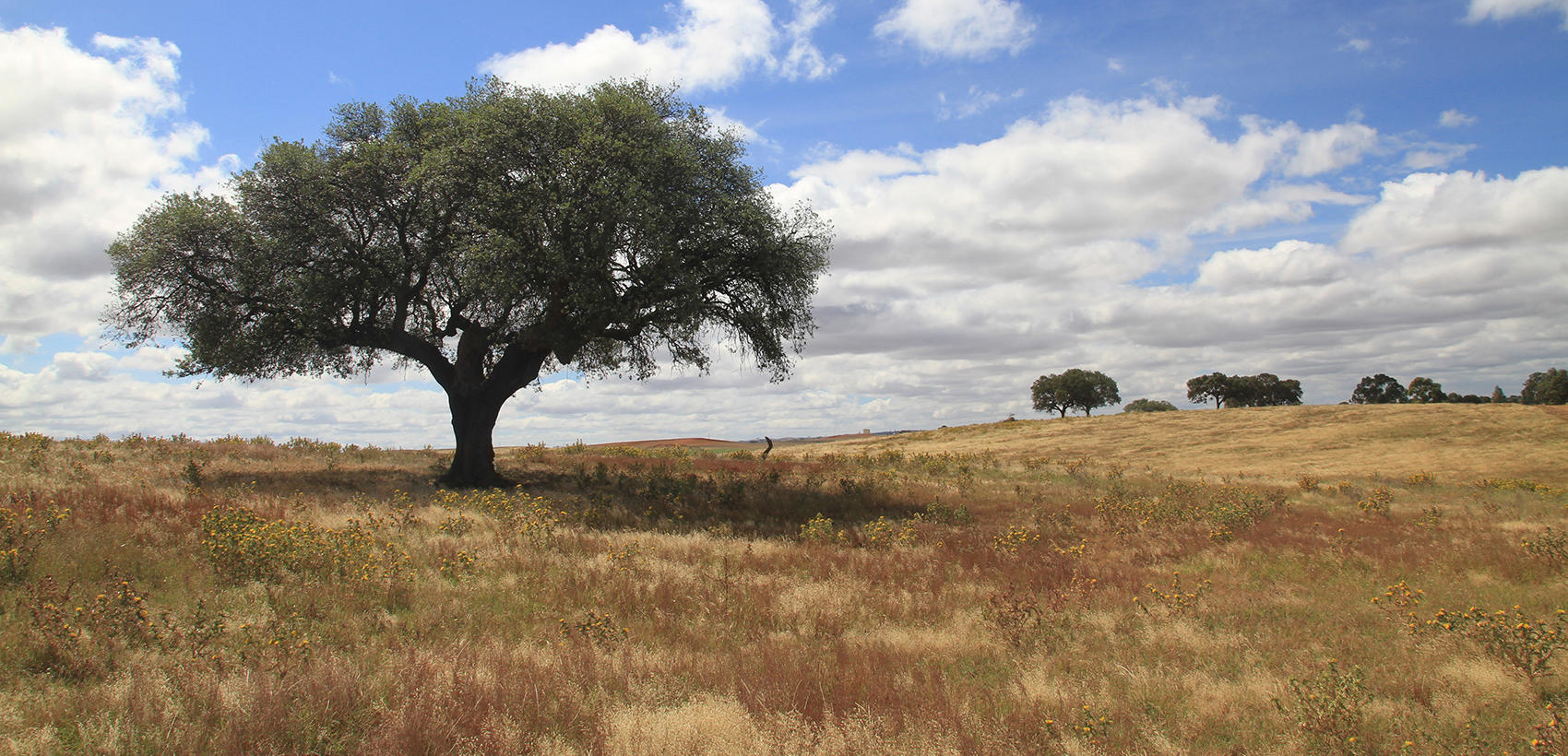 Alentejo7
