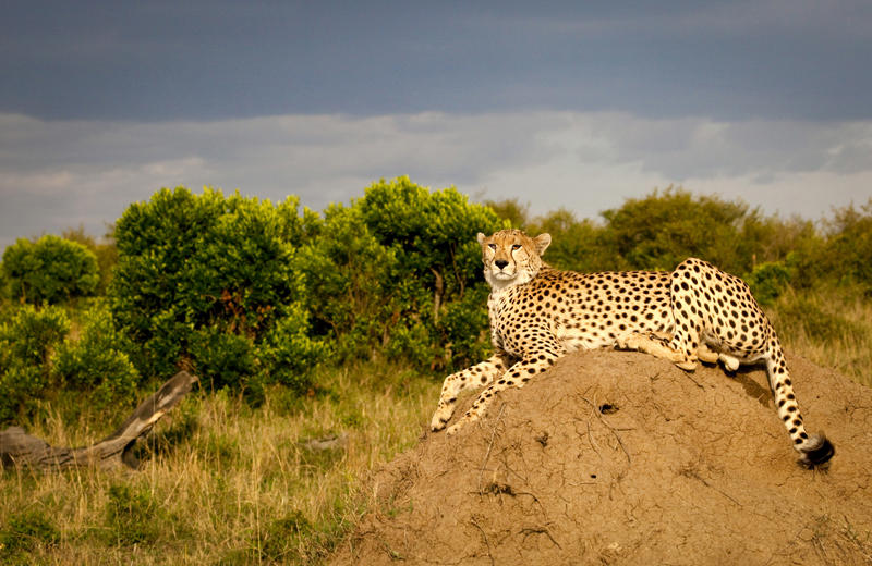 kenya