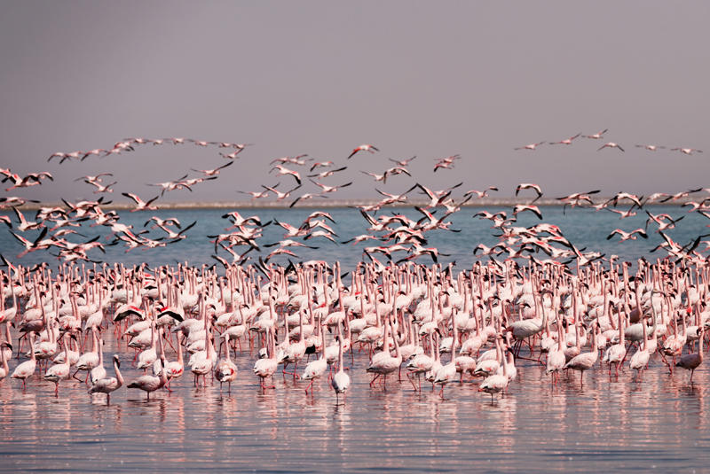 Lake Nakuru Kenya2