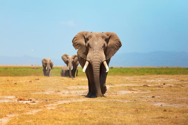 Amboseli National Park, Kenya